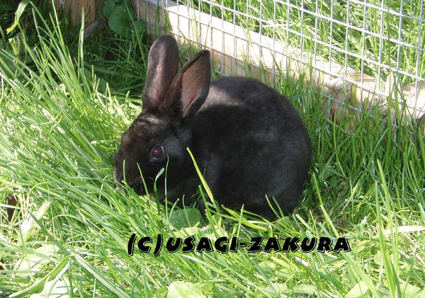 Rabbit_in_grass_by_Usagi_Zakura.jpg