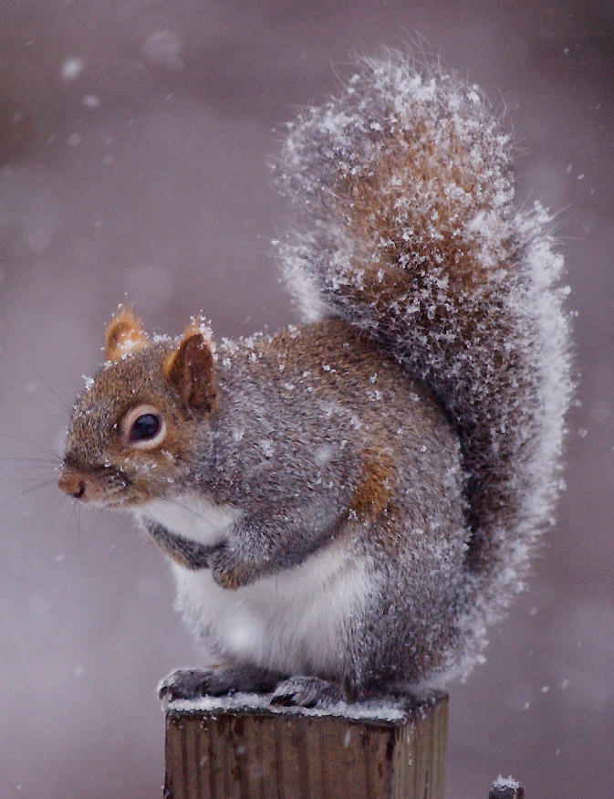 Squirrel_by_CodyClark.jpg